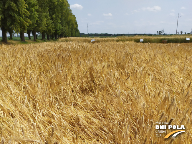 Zdjęcie 1. jęczmienia ozimego PARADIES z AGROCHEST na polu demonstracyjnym w Sielinku 04.07.2023