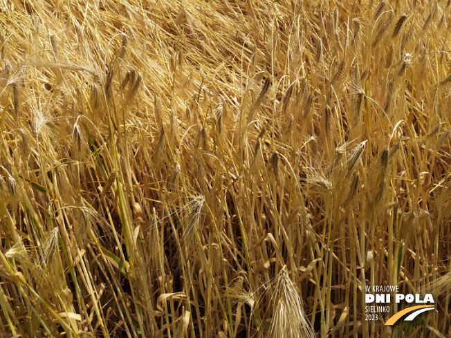 Zdjęcie 3. jęczmienia ozimego PARADIES z AGROCHEST na polu demonstracyjnym w Sielinku 04.07.2023