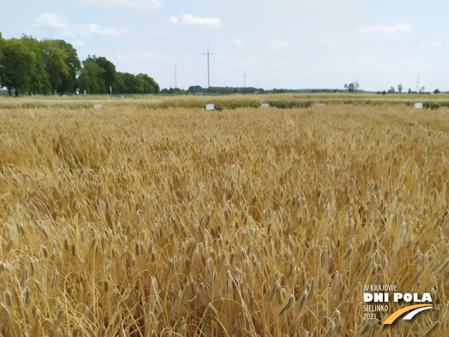 Zdjęcie 1. jęczmienia ozimego SY LOONA F1 z Syngenta na polu demonstracyjnym w Sielinku 04.07.2023