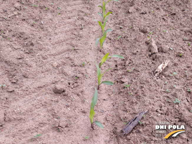 Zdjęcie 1. kukurydzy Broom z AGROCHEST na polu demonstracyjnym w Sielinku 19.05.2023