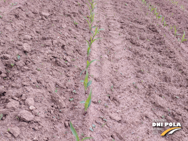 Zdjęcie 1. kukurydzy CHIANTI CS z AGROCHEST na polu demonstracyjnym w Sielinku 19.05.2023