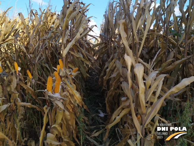 Zdjęcie 2. kukurydzy CS LUXURI z AGROCHEST na polu demonstracyjnym w Sielinku 17.10.2023