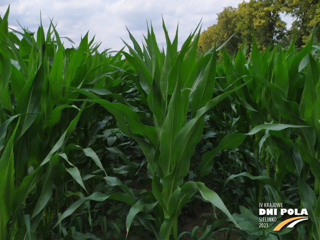 Zdjęcie 2. kukurydzy DKC 3400 z AGROCHEST na polu demonstracyjnym w Sielinku 04.07.2023