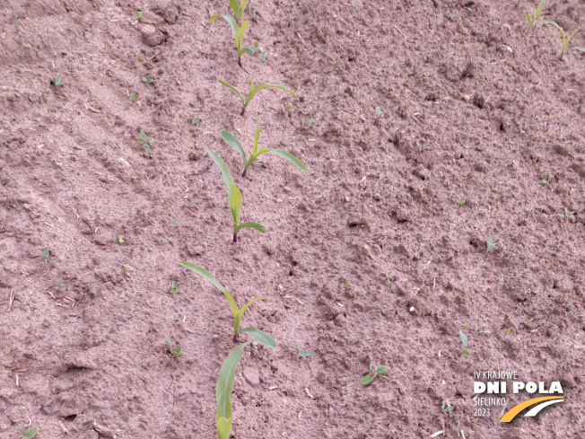 Zdjęcie 1. kukurydzy DKC 3400 z AGROCHEST na polu demonstracyjnym w Sielinku 19.05.2023