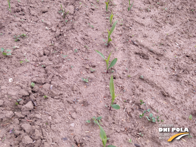 Zdjęcie 2. kukurydzy LG 31.205 z AGROCHEST na polu demonstracyjnym w Sielinku 19.05.2023