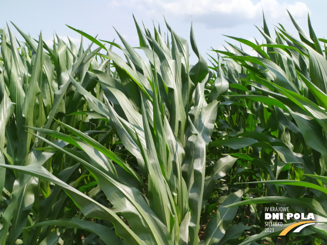 Zdjęcie 1. kukurydzy ES MIDWAY z LIDEA Seeds na polu demonstracyjnym w Sielinku 04.07.2023