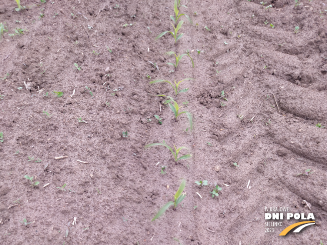 Zdjęcie 1. kukurydzy LID 1015C z LIDEA Seeds na polu demonstracyjnym w Sielinku 19.05.2023