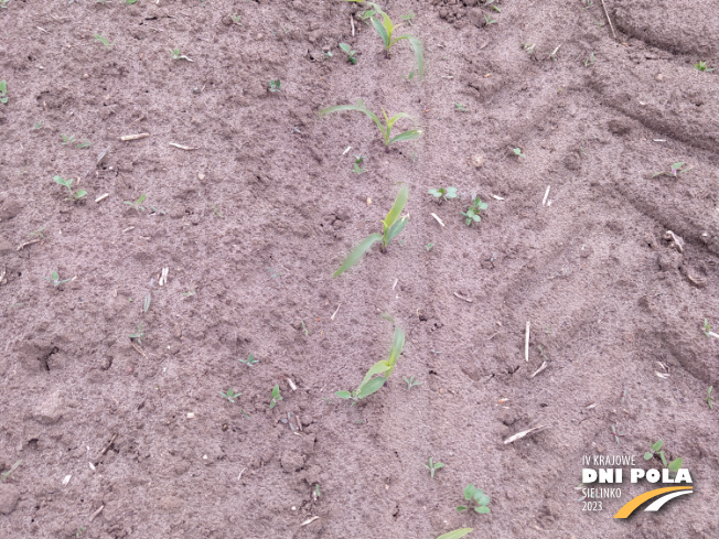 Zdjęcie 2. kukurydzy LID 1015C z LIDEA Seeds na polu demonstracyjnym w Sielinku 19.05.2023