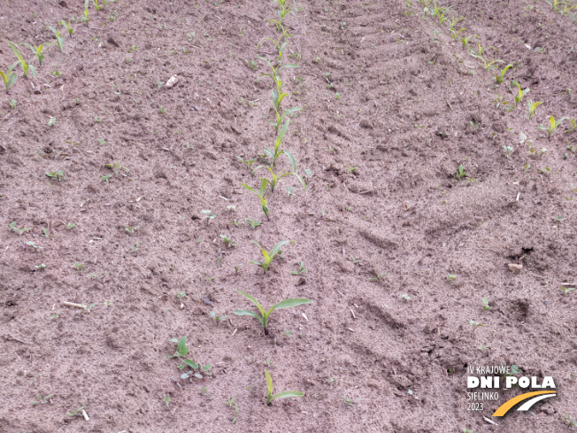 Zdjęcie 1. kukurydzy Mas 282.K z MAS Seeds na polu demonstracyjnym w Sielinku 19.05.2023