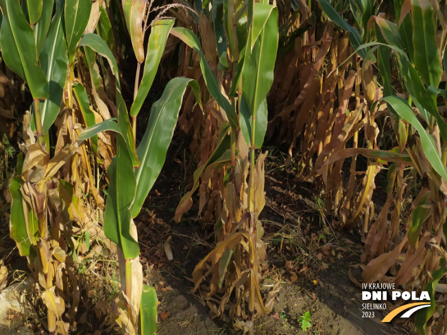 Zdjęcie 3. kukurydzy P9610 z PIONEER na polu demonstracyjnym w Sielinku 17.10.2023