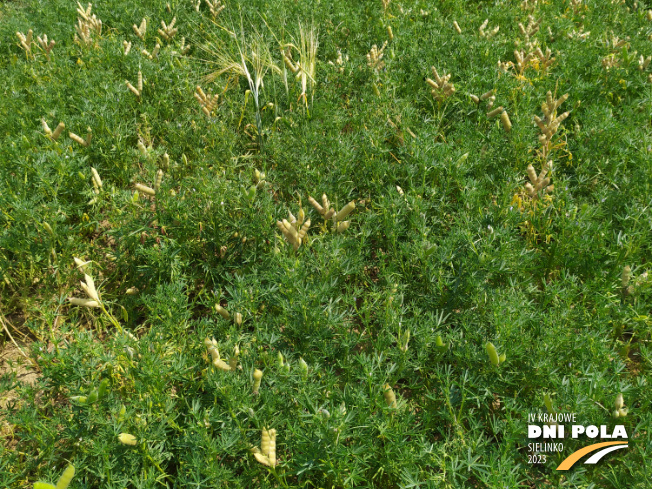 Zdjęcie 2. Łubinu wąskolistnego AGAT (LOZ) z Hodowli Roślin SMOLICE na polu demonstracyjnym w Sielinku 04.07.2023
