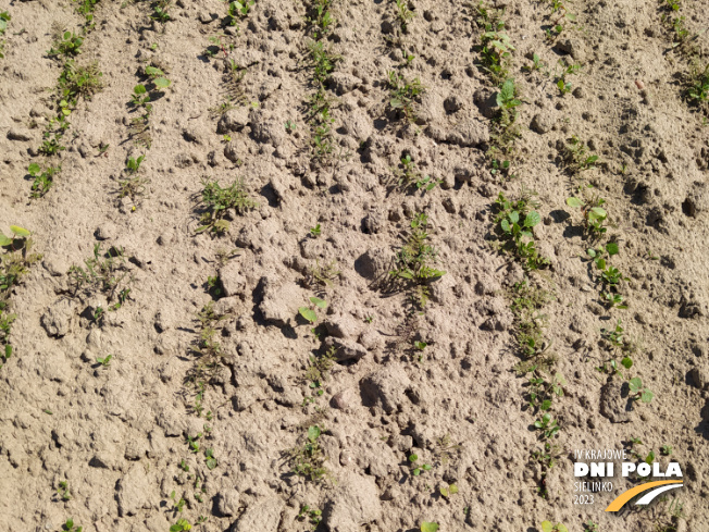 Zdjęcie 2. mieszanki poplonowej LIDCOVER FORBEE z LIDEA Seeds na polu demonstracyjnym w Sielinku 11.05.2023