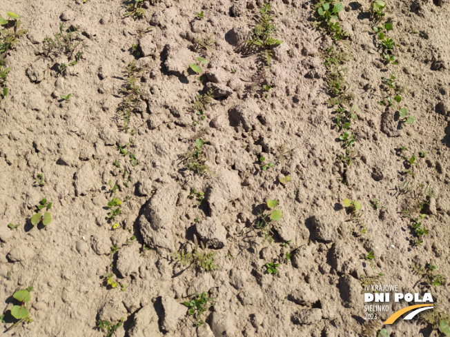 Zdjęcie 3. mieszanki poplonowej LIDCOVER FORBEE z LIDEA Seeds na polu demonstracyjnym w Sielinku 11.05.2023