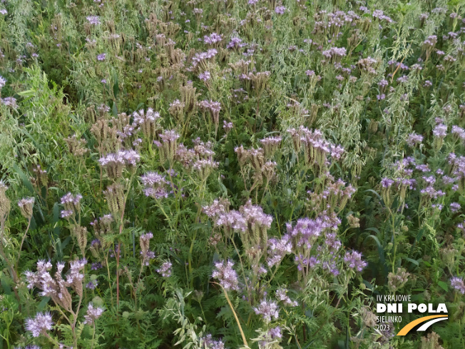 Zdjęcie 2. mieszanki poplonowej TOP VITA AZOT z Top Farms na polu demonstracyjnym w Sielinku 04.07.2023