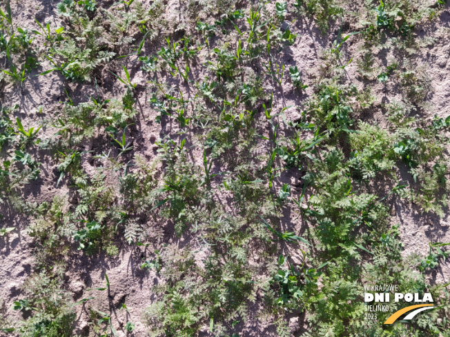 Zdjęcie 2. mieszanki poplonowej TOP VITA AZOT z Top Farms na polu demonstracyjnym w Sielinku 22.05.2023