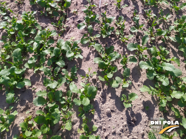 Zdjęcie 3. mieszanki poplonowej TOP VITA ZIEMNIAKI z Top Farms na polu demonstracyjnym w Sielinku 22.05.2023