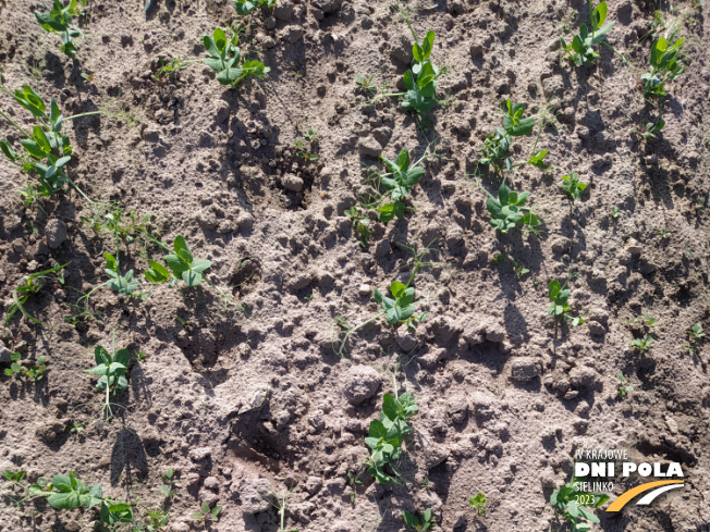 Zdjęcie 1. mieszanki poplonowej FITSOIL NITROGEN MAX z WRONKOWSKI na polu demonstracyjnym w Sielinku 22.05.2023