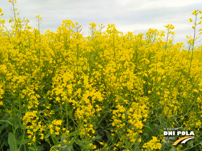 Zdjęcie 1. rzepaku ozimego DOMINATOR (LOZ) z FLORA na polu demonstracyjnym w Sielinku 19.05.2023