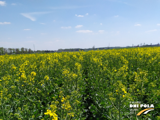 Zdjęcie 1. rzepaku ozimego ES CAPELLO z LIDEA Seeds na polu demonstracyjnym w Sielinku 04.05.2023