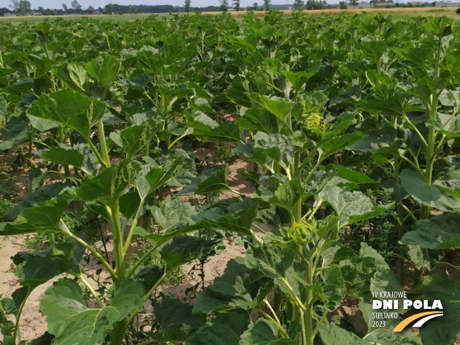 Zdjęcie 2. słonecznika 1025 L z LIDEA Seeds na polu demonstracyjnym w Sielinku 04.07.2023