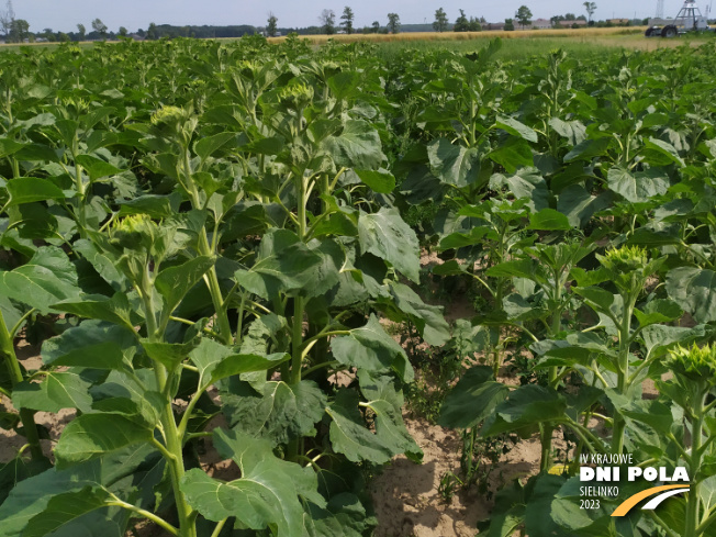 Zdjęcie 2. słonecznika ES AGORA z LIDEA Seeds na polu demonstracyjnym w Sielinku 04.07.2023