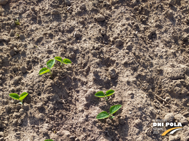 Zdjęcie 1. soi ES Governor (LOZ) z LIDEA Seeds na polu demonstracyjnym w Sielinku 22.05.2023