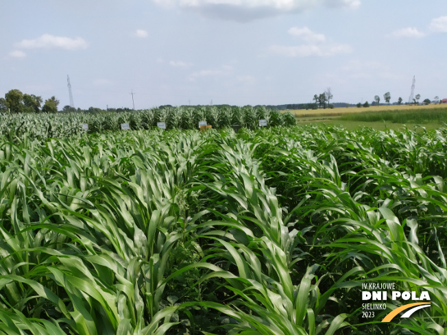 Zdjęcie 1. sorgo KARIM z AGRONAS na polu demonstracyjnym w Sielinku 04.07.2023