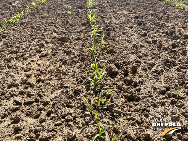 Zdjęcie 2. sorgo KARIM z AGRONAS na polu demonstracyjnym w Sielinku 31.05.2023